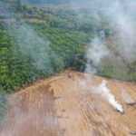 Kuppi kahvia, pala suklaata, jauhelihakastike: Suomalaisten kulutustottumukset tuhoavat metsää kaukana tropiikissa