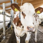Uuden yhteisyrityksen nimi osuu asian ytimeen: Lantakaasu Oy jalostaa lehmänlannasta biokaasua