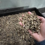Tekoäly operoimaan kärpäsavusteista biojätehuoltoa – Oululaisyritys muuntaa kanafarmin tai kalankasvattamon jätteet hyönteisproteiiniksi